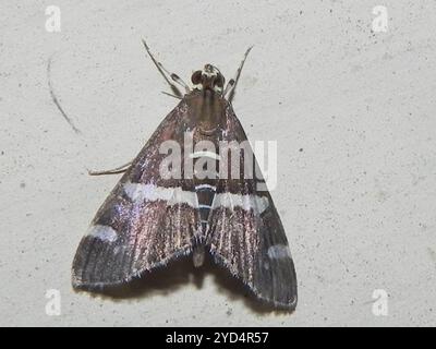 Hawaiianische Rüben Webworm Moth (Spoladea recurvalis) Stockfoto