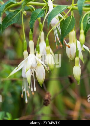 Anhänger, grüne Spitze, weiße Blüten des halbharten halbimmergrünen Strauchs, Fuchsia magellanica „Hawkshead“ Stockfoto