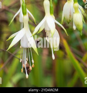 Anhänger, grüne Spitze, weiße Blüten des halbharten halbimmergrünen Strauchs, Fuchsia magellanica „Hawkshead“ Stockfoto