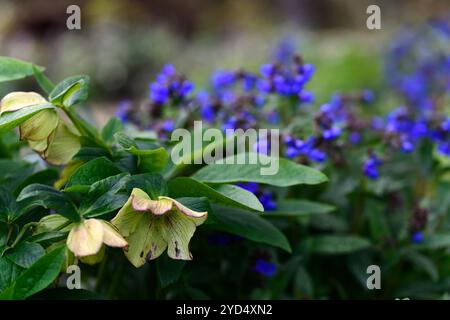 Hellebore und pulmonaria Miss Elly Blumen, Hellebore, pulmonaria Miss elly, Blätter, Laub, Schatten, Schatten, schattig, Waldgarten, Wälder, blauer pulmonaria Fluss Stockfoto