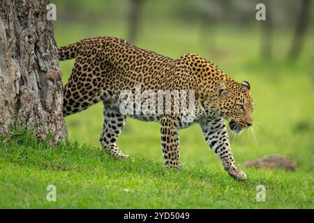 Die Leopardenfrau geht auf Gras an Bäumen vorbei Stockfoto