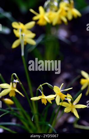 Narzisse winzige Blasen, Jonquil Kreuz, mehrköpfige Blume, gelbe Blumen, gelbe Narzissen, Narzissen, Narzissen, Narzissen, Narzissen, Frühling im Garten, Miniatur Narzissen, d Stockfoto