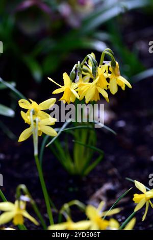 Narzisse winzige Blasen, Jonquil Kreuz, mehrköpfige Blume, gelbe Blumen, gelbe Narzissen, Narzissen, Narzissen, Narzissen, Narzissen, Frühling im Garten, Miniatur Narzissen, d Stockfoto