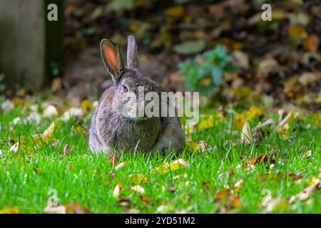 Wildes Kaninchen, das auf einer Wiese sitzt Stockfoto