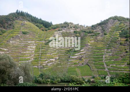 Kobern-Gondorf Deutschland 6. Oktober 2024. Weinberge säumen die Hänge der Mosel rosenberg, Wein, Weinberge, Weinberge, Produkte, Produkt, Trinken, Landwirtschaft, Landwirtschaft, Winzer, Winzer, Wijn, Wijngaarde, Trauben, Trauben, Bunch, Produktion, lokal, Wein, Weinberg, Reben, Produkte, Produkt, Trinken, Landwirtschaft, Landwirtschaft, Winzer, Winzer, Wijn, Wijngaarde, Trauben, Traube, Haufen, Produktion, lokale, Stockfoto