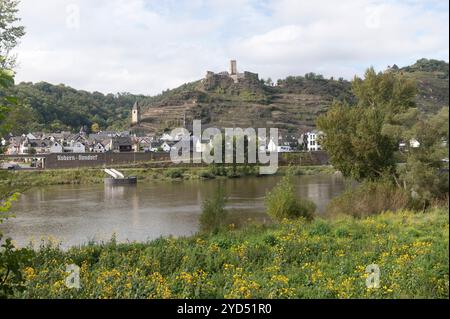 Kobern-Gondorf Deutschland 6. Oktober 2024. Blick über die Mosel auf die Stadt am gegenüberliegenden Ufer und ein schloss auf dem Weinberg bedeckten Hügel. Am nahen Ufer der Jerusalemer Artischocke Helianthus tuberosus wächst an den Ufern reichlich. Steigungen, Stockfoto