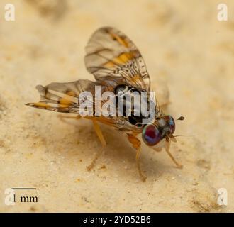 Mediterrane Fruchtfliege (Ceratitis capitata) Stockfoto