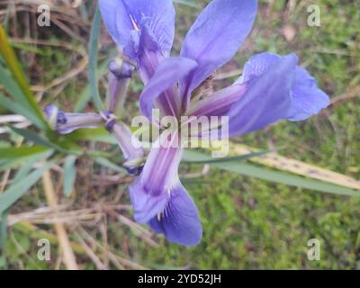 Bartlose Iris (Limniris) Stockfoto