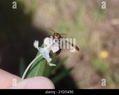 Australian Paper Wasp (Polistes humilis) Stockfoto