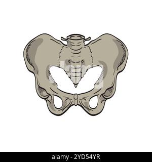 Iliosakralgelenke, die die Zeichnung des vorderen Querschnitts des Beckens und der unteren Wirbelsäule verbinden Stockfoto