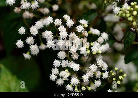 Ageratina altissima Schokolade, weiße Blumen, flauschige weiße Blumen, Schlangenfuss, Herbst, Herbstblumen, Blüten im Herbst, Blütenzeit verlängern, Zimtflor Stockfoto