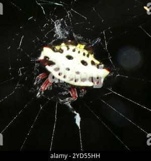 Kurzdorn Kitespider (Gasteracantha sanguinolenta) Stockfoto