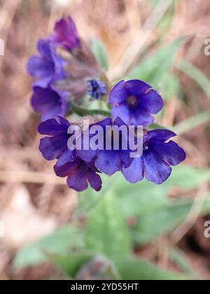 Schmalblättriges Lungenkraut (Pulmonaria longifolia) Stockfoto