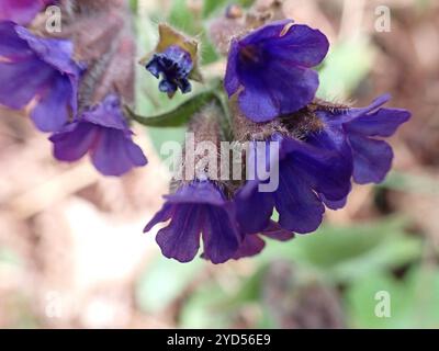 Schmalblättriges Lungenkraut (Pulmonaria longifolia) Stockfoto