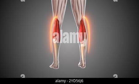 Animation der Magen-Cnemius-Muskulatur Stockfoto