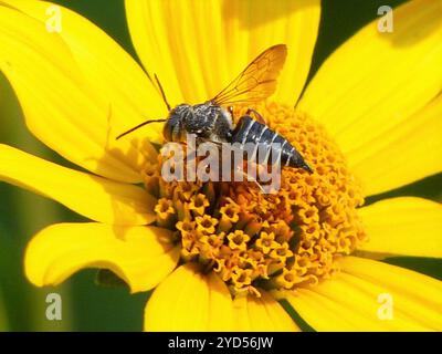 Achtzähne Kuckucksblattschneider Biene (Coelioxys octodentatus) Stockfoto