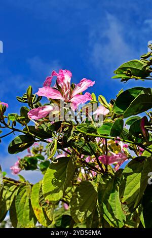 Rosa bauhinia auf Baum (Bauhinia blakeana) in Ribeirao Preto, Sao Paulo, Brasilien Stockfoto