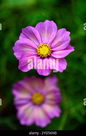COSMOS Xsenia, rosa Blumen, rosa Farbtöne, rosa Kosmos, blühender Kosmos, rosa Kosmos Blumen, RM Floral Stockfoto