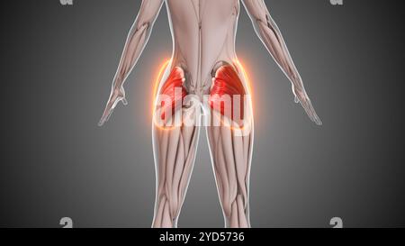 Animation der Gluteusmuskulatur Stockfoto