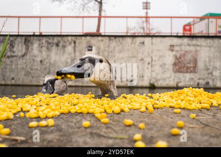 Erwachsene und junge Zygneten Stummschwan ernähren sich von Zuckermais aus einem Betonweg. Stockfoto