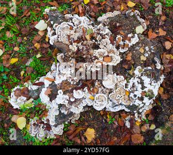 Pilze, die im Herbst auf einem geschnittenen Baumstamm im Park wachsen Stockfoto