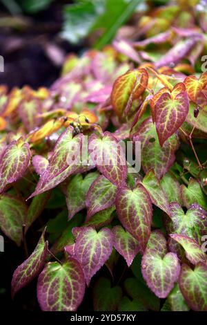 Epimedium x Rubrum, Rotes Barrenkraut, rote Blumen, rote Blume, Blüte, Blätter, Laub, Schatten, Schatten, schattiger Garten, Waldgarten, Gärten, RM Floral Stockfoto