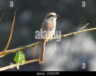 Graue Krabbe (Lanius tephronotus) Stockfoto