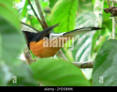 Weißgekrönter Shama (Copsychus stricklandii stricklandii) Stockfoto