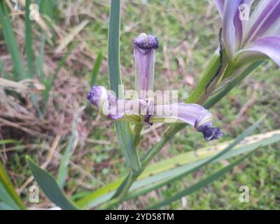 Bartlose Iris (Limniris) Stockfoto