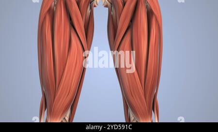 Gluteusmuskelanatomie medizinische Animation Stockfoto