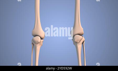 Das medizinische Konzept des Skelettsystems am menschlichen Bein Stockfoto