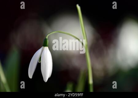 Galanthus elwesii Fliegenfischen, Schneeglöckchen, Blüte, früh, Schneeglöckchen, weiß, Blumen, Blume, Glühbirnen, Schneeglöckchen, Frühling, Blüte, Sammler, selten, galantophile, RM fl Stockfoto