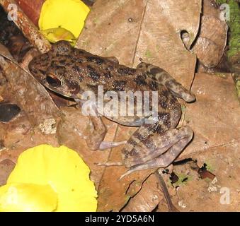 Rauer Frosch (Pulchrana glandulosa) Stockfoto