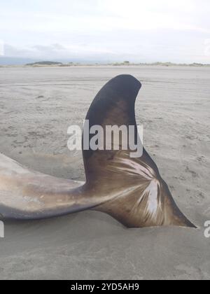 Grauer Schnabelwal (Mesoplodon gryi) Stockfoto