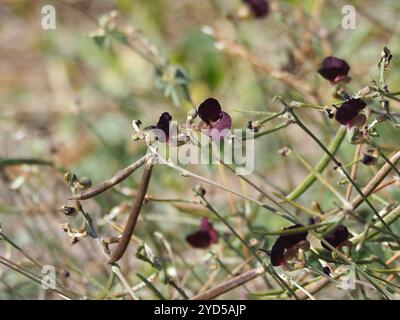 Violette Buschbohne (Macroptilium atropurpureum) Stockfoto