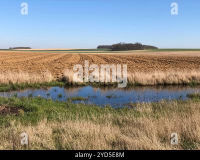 Eine ländliche Landschaft mit einem Feld, einem kleinen Teich und ein paar Bäumen in der Ferne. Stockfoto
