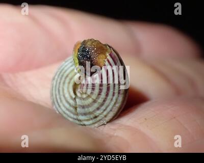 Blaugeringte Spitzenschnecke (Calliostoma ligatum) Stockfoto