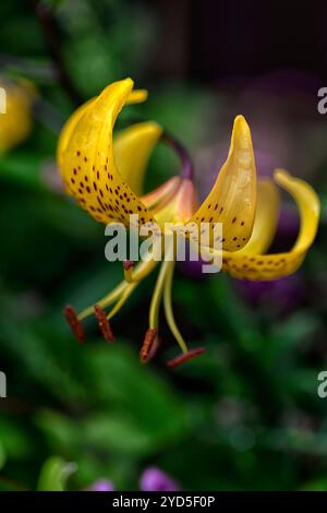 lilium leichtlinii,gelb,Arten,lilie,gemischt,Bett,Asiatisch,Form,Art,Lilie,Lilium,gelb,reflektiert,Blütenblätter,klein,braun,Sprenkel,gemischt Rand,RM FLORAL Stockfoto