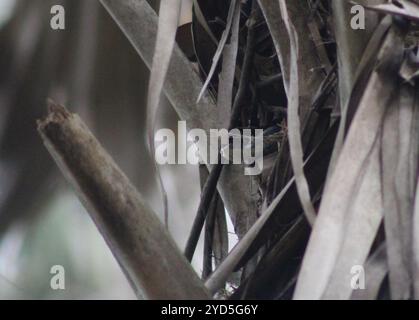 Everglades Racer (Coluber constrictor paludicola) Stockfoto