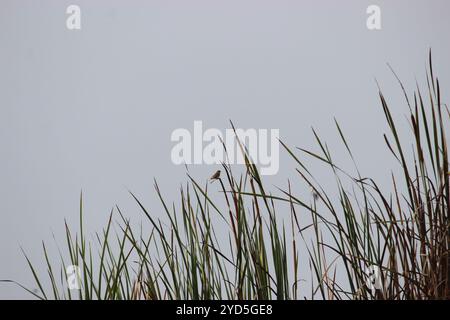 Grünlandgelbfink (Sicalis luteola) Stockfoto