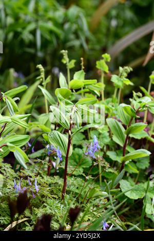 Polygonatum odoratum Rote Beine, Corydalis flexuosa Père David, Gartenbau, ungewöhnliche Pflanzkombination, Blätter, Laub, Schatten, Schatten, schattig, schattig, Holz, woo Stockfoto