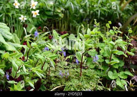 Polygonatum odoratum Rote Beine, Corydalis flexuosa Père David, Gartenbau, ungewöhnliche Pflanzkombination, Blätter, Laub, Schatten, Schatten, schattig, schattig, Holz, woo Stockfoto