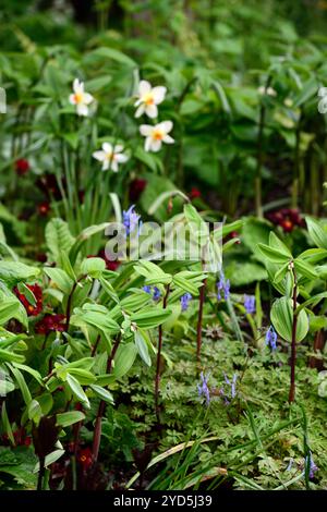 Polygonatum odoratum Rote Beine, Corydalis flexuosa Père David, Gartenbau, ungewöhnliche Pflanzkombination, Blätter, Laub, Schatten, Schatten, schattig, schattig, Holz, woo Stockfoto