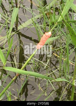 Insel Apfelschnecke (Pomacea maculata) Stockfoto