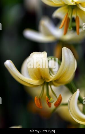 Lilium Martinprinzessin alice, weiße bis grünlich gelbe Blumen, Martinlilien, turks Cap Lily, RM Floral Stockfoto