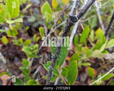 lorbeerblatt greenbrier (Smilax laurifolia) Stockfoto