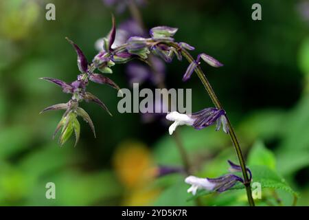 salvia phyllis Fancy, weiße Lavendelblaue Blumen, floriferous, spätblühende salvia, blühende salvien, RM Floral Stockfoto