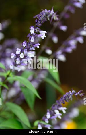 salvia phyllis Fancy, weiße Lavendelblaue Blumen, floriferous, spätblühende salvia, blühende salvien, RM Floral Stockfoto