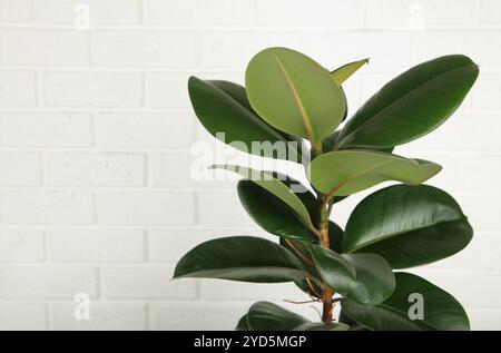 Ficus elastica robusta Zimmerpflanze, allgemein bekannt als Gummibaum, mit glänzenden runden grünen Blättern. Ganze Pflanze auf hellem Hintergrund. Stockfoto