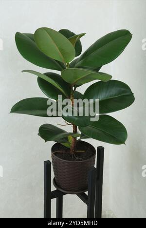 Ficus elastica robusta Zimmerpflanze, allgemein bekannt als Gummibaum, mit glänzenden runden grünen Blättern. Ganze Pflanze in einem grauen Topf auf hellem Hintergrund. Stockfoto